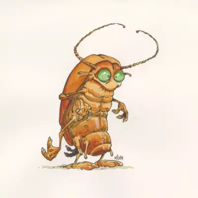 l'Hypocaccus